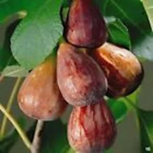 Brown Turkey Fig Tree Starter Plug - Live Fruit Plant - Ficus Carica - Edible - Image 1