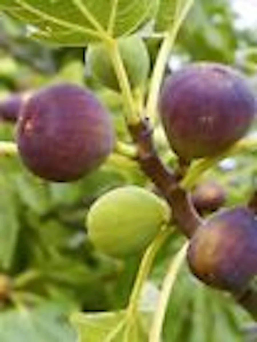 Brown Turkey Fig Tree Starter Plug - Live Fruit Plant - Ficus Carica - Edible - Image 4