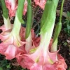 Brugmansia 'Audrey Lea' Live Plant - Angel Trumpet, 1 Gallon Pot, Pink-Red Flowers - Image 1