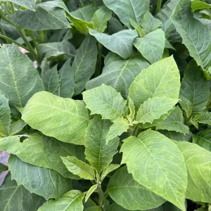 Brugmansia Audrey Lea Live Plant – Double Pink Angel's Trumpet – 1 Gallon Pot – 2-3 ft Tall - Image 2