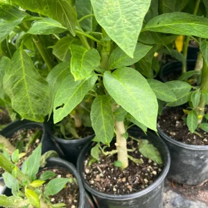 Brugmansia Audrey Lea Live Plant – Double Pink Angel's Trumpet – 1 Gallon Pot – 2-3 ft Tall - Image 4