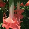 Brugmansia Audrey Lea Live Plant – Double Pink Angel's Trumpet – 1 Gallon Pot – 2-3 ft Tall - Image 1