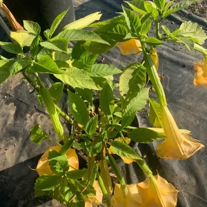 Brugmansia 'Charles Grimaldi' Angel Trumpet Live Plant - 3 Gallon Pot - Image 2