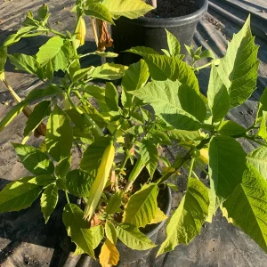 Brugmansia 'Charles Grimaldi' Angel Trumpet Live Plant - 3 Gallon Pot - Image 1