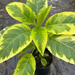 Brugmansia Miners Claim Live Plant – Angel's Trumpet – 1 ft Tall in 1 Gallon Pot - Image 2