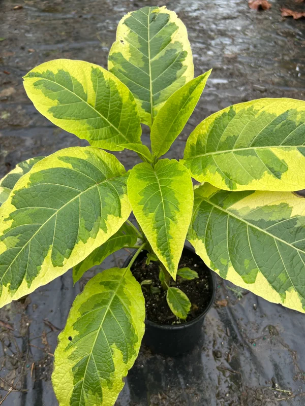 Brugmansia Miners Claim Live Plant – Angel's Trumpet – 1 ft Tall in 1 Gallon Pot - Image 2