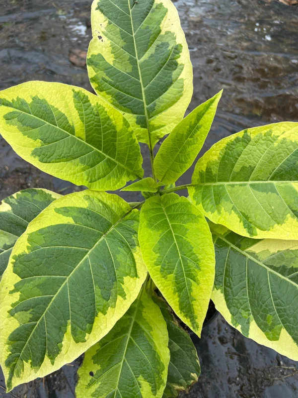 Brugmansia Miners Claim Live Plant – Angel's Trumpet – 1 ft Tall in 1 Gallon Pot - Image 1