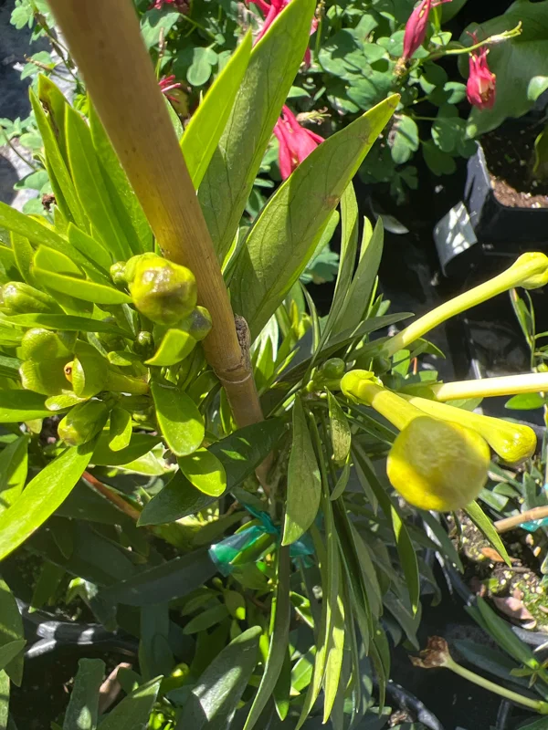 Brunfelsia Densifolia Live Plant - 1-2 ft Tall, 1 Gallon Pot - Fragrant White Flowers - Image 1