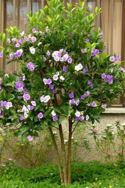 Brunfelsia Pauciflora 'Floribunda' Live Plant - Yesterday, Today & Tomorrow - 1-2 ft Tall, 3 Gallon Pot - Image 1
