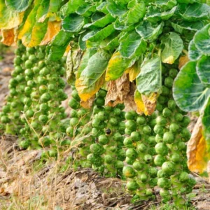 Brussel Sprouts Live Plant, 4" Pot, Fresh Vegetable for Home Garden, Annual - Image 1