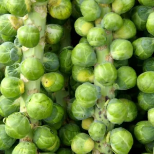 Brussel Sprouts Live Plant, 4