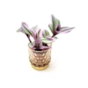 Bubblegum Wandering Jew Live Plant – Tradescantia Nanouk – 2.5" Nursery Pot with 2.75" Decorative Glass Pot – Indoor - Image 1