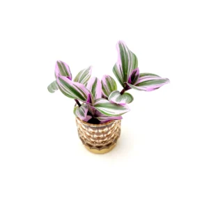 Bubblegum Wandering Jew Live Plant – Tradescantia Nanouk – 2.5" Nursery Pot with 2.75" Decorative Glass Pot – Indoor - Image 2