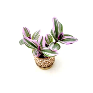 Bubblegum Wandering Jew Live Plant – Tradescantia Nanouk – 2.5