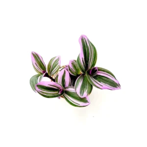 Bubblegum Wandering Jew Live Plant – Tradescantia Nanouk – 2.5