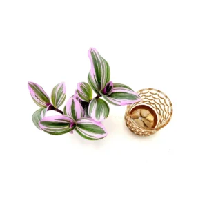 Bubblegum Wandering Jew Live Plant – Tradescantia Nanouk – 2.5