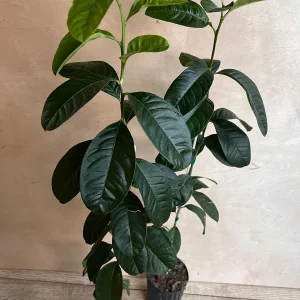 Buddha's Hand Citron Tree – Semi-Dwarf Live Plant – 1/2 Gallon Pot – Indoor/Outdoor - Image 7