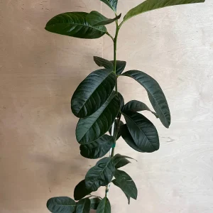 Buddha's Hand Citron Tree – Semi-Dwarf Live Plant – 1/2 Gallon Pot – Indoor/Outdoor - Image 8