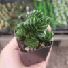 Buddha's Temple Crassula pyramidalis Live Succulent Plant | 2in Pot - Image 1