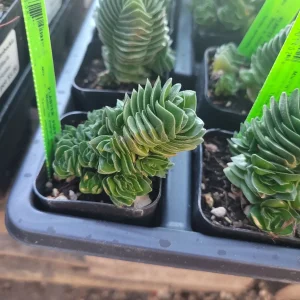 Buddha's Temple Crassula pyramidalis Live Succulent Plant | 2in Pot - Image 3
