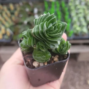 Buddha's Temple Crassula pyramidalis Live Succulent Plant | 2in Pot - Image 1