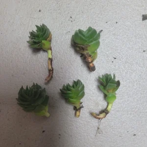 Buddha's Temple Crassula pyramidalis Live Succulent Plant | 2in Pot - Image 5