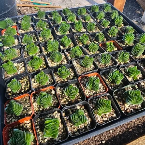 Buddha's Temple Crassula pyramidalis Live Succulent Plant | 2in Pot - Image 7