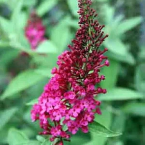 Buddleia Miss Molly Butterfly Bush Live Plant - Sangria Red - 4 inch Pot - Outdoor Shrub - Image 2