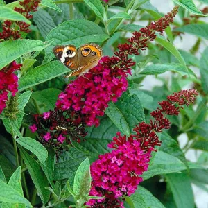 Buddleia Miss Molly Butterfly Bush Live Plant - Sangria Red - 4 inch Pot - Outdoor Shrub - Image 1