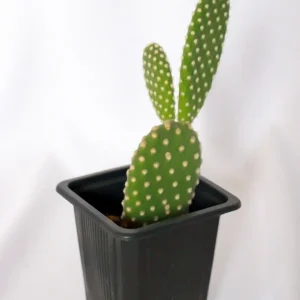 Bunny Ear Cactus Live Plant – Opuntia Microdasys – 2 inch Pot - Image 1
