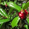 Burford Holly Live Plant – Evergreen Shrub – 1 Quart Pot – Outdoor - Image 1