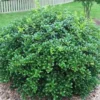 Burford Holly Live Plant – Ilex cornuta – 2.5 inch Pot – Outdoor Evergreen Shrub - Image 1