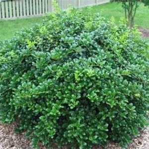 Burford Holly Live Plant – Ilex cornuta – 2.5 inch Pot – Outdoor Evergreen Shrub - Image 1