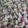 Burgundy Glow Ajuga Reptans Live Plant - Carpet Bugle Groundcover 4 inch Pot - Image 1