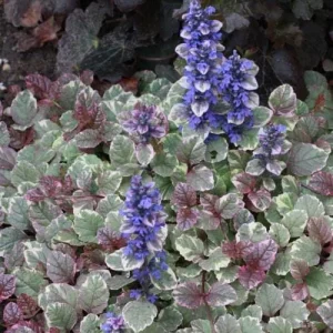 Burgundy Glow Ajuga Reptans Live Plant - Carpet Bugle Groundcover 4 inch Pot - Image 3