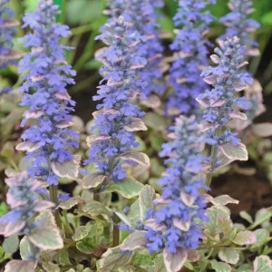 Burgundy Glow Ajuga Reptans Live Plant - Carpet Bugle Groundcover 4 inch Pot - Image 4