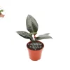 Burgundy Rubber Tree Live Plant – Ficus Elastica – 4 inch Pot – Indoor - Image 1