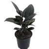 Burgundy Rubber Tree Live Plant – Ficus elastica – 4 inch Pot – Indoor Houseplant - Image 1