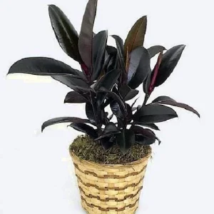 Burgundy Rubber Tree Live Plant – Ficus elastica – 4 inch Pot – Indoor Houseplant - Image 2