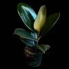 Burgundy Rubber Tree Live Plant - Ficus Elastica - 4" Pot Indoor Office Plant - Image 1
