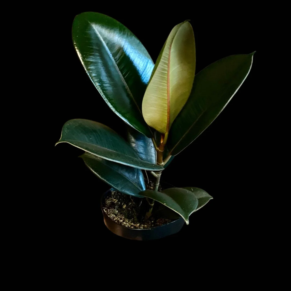 Burgundy Rubber Tree Live Plant - Ficus Elastica - 4" Pot Indoor Office Plant - Image 3