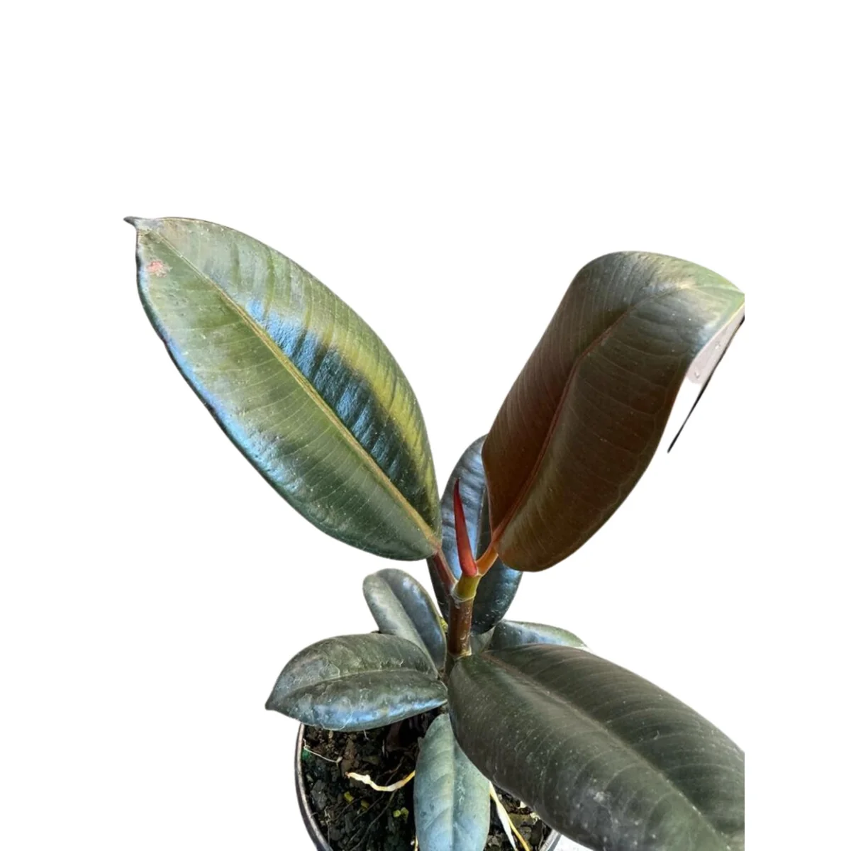 Burgundy Rubber Tree Live Plant - Ficus Elastica - 4" Pot Indoor Office Plant - Image 5