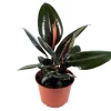 Burgundy Rubber Tree Live Plant - Ficus Elastica, 6 inch Pot, Indoor/Outdoor - Image 1