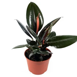 Burgundy Rubber Tree Live Plant - Ficus Elastica, 6 inch Pot, Indoor/Outdoor - Image 1