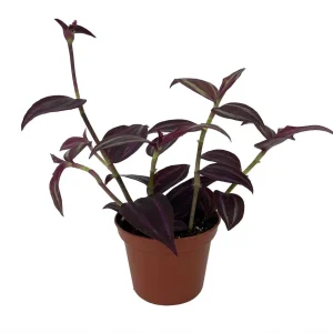 Burgundy Tradescantia Live Plant – 2.5 inch Pot – Indoor Houseplant - Image 2