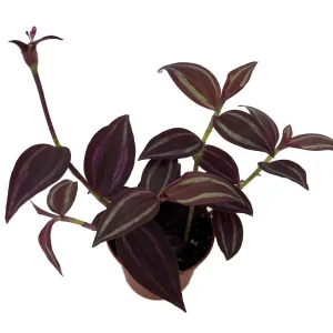 Burgundy Tradescantia Live Plant – 2.5 inch Pot – Indoor Houseplant - Image 1