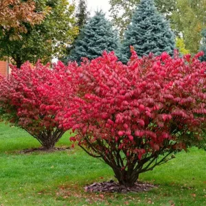 Burning Bush Bare-root Plant - Euonymus Alatus Compacta - Deciduous Shrub - Zones 4-9 - Image 3