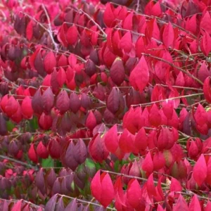 Burning Bush Bare-root Plant - Euonymus Alatus Compacta - Deciduous Shrub - Zones 4-9 - Image 1