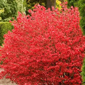 Burning Bush Bare-root Plant - Euonymus Alatus Compacta - Deciduous Shrub - Zones 4-9 - Image 4