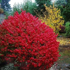 Burning Bush Bare-root Plant - Euonymus Alatus Compacta - Deciduous Shrub - Zones 4-9 - Image 5